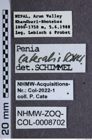 Etiketten zu Penia lateralis (NHMW-ZOO-COL-0008702)